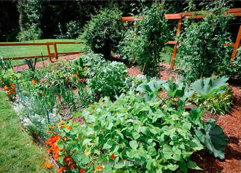 A Great Resource for Beginning Gardeners – “Food Grown Right, In Your Backyard”