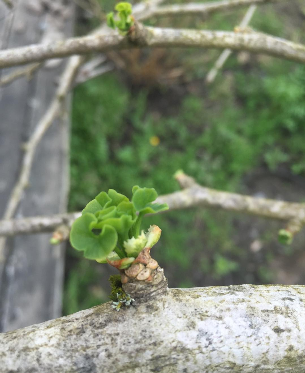 full circle farm tree buds