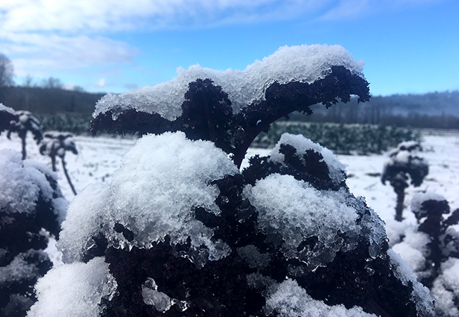 Wind, Hail, Snow, Oh My!