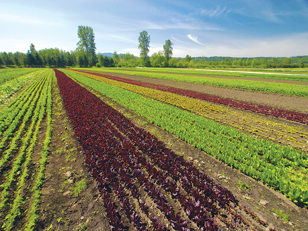 From Seedling To Veggie