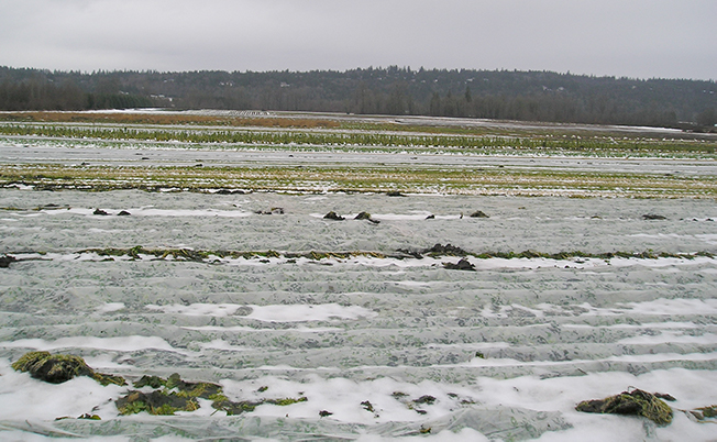 Owls, Hail And Greenhouses